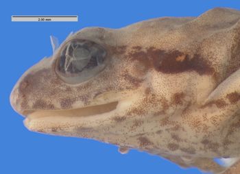 Media type: image; Herpetology A-103893